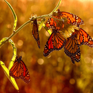 Mariposas Monarcas / Valle de Bravo 30-Enero-2021